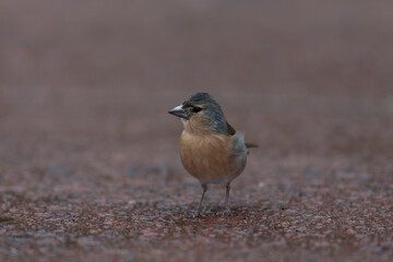 Azores Chaffinch, Fringilla coelebs moreletti