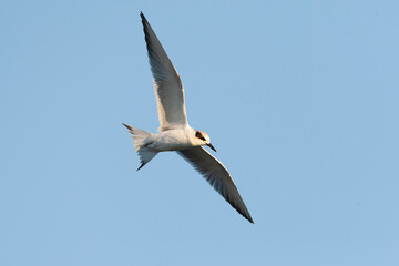 Forster's Tern, Sterna forsteri