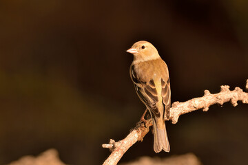 pinzón vulgar posado en una rama (Fringilla coelebs) en Marbella España