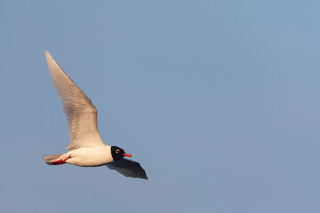 Mediterranean Gull, Ichthyaetus melanocephalus