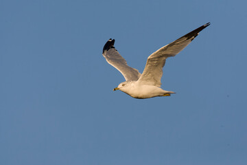 Ring-billed Gull, Larus delawarensis