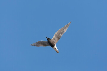 Black Tern, Chlidonias niger