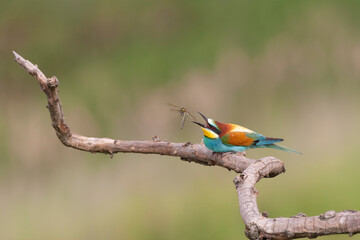 European Bee-eater, Merops apiaster