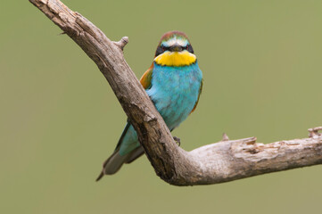 European Bee-eater, Merops apiaster