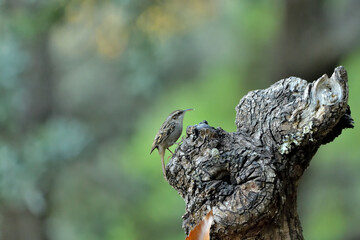 agateador euroasiático en un tronco​ (Certhia familiaris) en un tronco en Casares, Málaga, España​