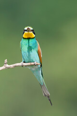 European Bee-eater, Merops apiaster