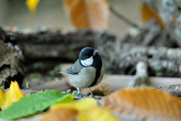 carbonero común posado en el suelo (Parus major) Ojén Andalucía España