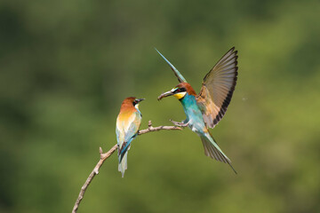 European Bee-eater, Merops apiaster