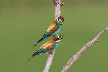 European Bee-eater, Merops apiaster