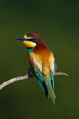 Fototapeta premium European Bee-eater, Merops apiaster