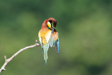 European Bee-eater, Merops apiaster