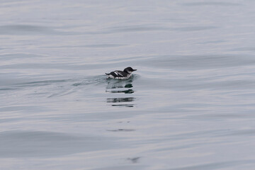 Pigeon Guillemot, Cepphus columba eureka