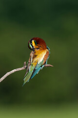 European Bee-eater, Merops apiaster