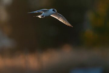 Forster's Tern, Sterna forsteri