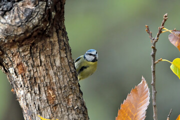 Fototapeta premium herrerillo común posado en una rama (Cyanistes caeruleus)​ Casares Málaga Andalucía España