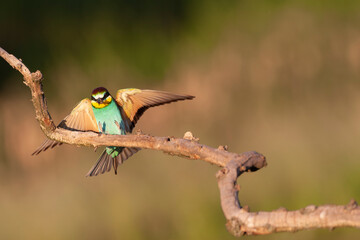 European Bee-eater, Merops apiaster