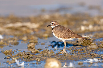 Killdeer, Charadrius vociferus