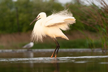 Little Egret, Egretta garzetta