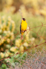 Black-headed Bunting, Emberiza melanocephala