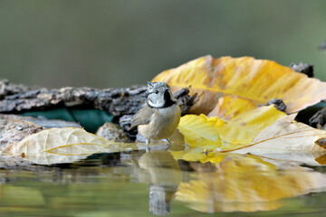 herrerillo capuchino (Lophophanes cristatus) bañándose en el estanque del parque Casares, Andalucía, España	