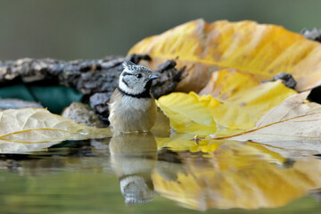 herrerillo capuchino (Lophophanes cristatus) bañándose en el estanque del parque Casares, Andalucía, España	