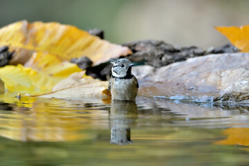 herrerillo capuchino (Lophophanes cristatus) bañándose en el estanque del parque Casares,...