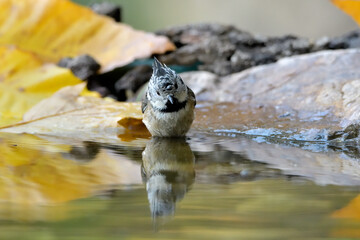 herrerillo capuchino (Lophophanes cristatus) bañándose en el estanque del parque Casares, Andalucía, España	