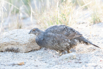 Sooty Grouse, Dendragapus fuliginosus