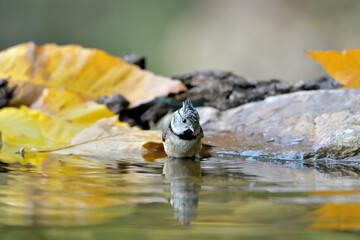 herrerillo capuchino (Lophophanes cristatus) bañándose en el estanque del parque Casares, Andalucía, España	