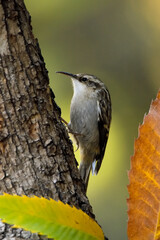 agateador euroasiático en un tronco​ (Certhia familiaris) en un tronco en Casares, Málaga, España​