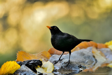 mirlo (Turdus merula) el el suelo del parque	