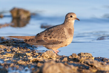 Mourning Dove, Zenaida macroura