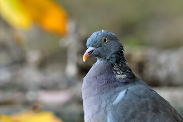Fototapeta premium retrato de paloma torcaz en el bosque (columba palumbus) 