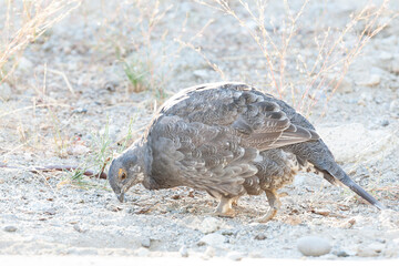 Sooty Grouse, Dendragapus fuliginosus