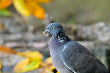 retrato de paloma torcaz en el bosque (columba palumbus)	