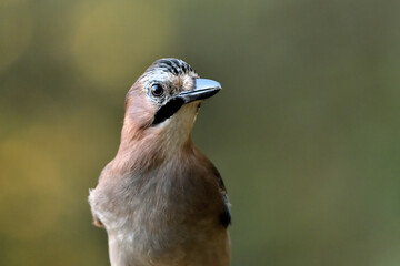 retrato de arrendajo en el bosque (Garrulus glandarius) Casares, Málaga, Andalucía, España	