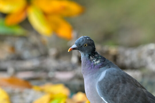 retrato de paloma torcaz en el bosque (columba palumbus)	