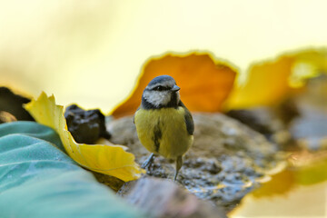 herrerillo común en el estanque (Cyanistes caeruleus)​ Casares Málaga Andalucía España	