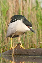 Black-crowned Night Heron, Nycticorax nycticorax