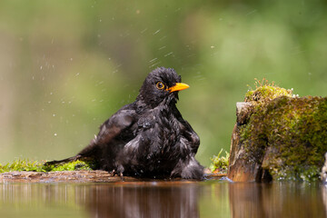 Eurasian Blackbird, Turdus merula