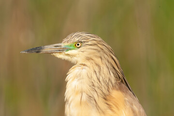 Squacco Heron, Ardeola ralloides