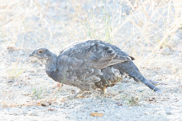 Sooty Grouse, Dendragapus fuliginosus