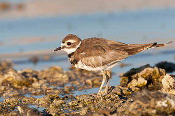 Killdeer, Charadrius vociferus