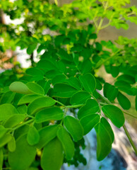 Fototapeta na wymiar Closeup view of moringa leaves. Plants. Macro photography. Texture. Herb's. Selective focus. 
