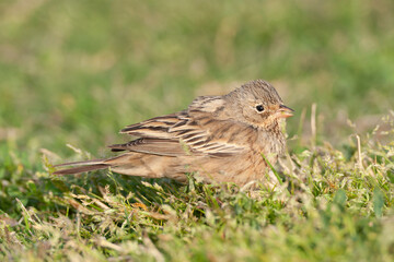 Cretzschmar's Bunting, Emberiza caesia