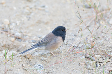Oregon Dark-eyed Junco, Junco hyemalis