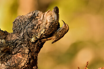 agateador euroasiático en un tronco​ (Certhia familiaris) en un tronco en Casares, Málaga, España​