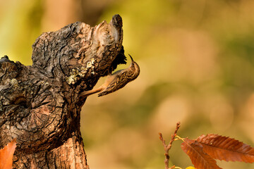 agateador euroasiático en un tronco​ (Certhia familiaris) en un tronco en Casares, Málaga, España​