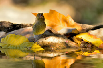 Jilguero lúgano en el estanque del bosque (Carduelis spinus) Guaro Málaga Andalucía España	
