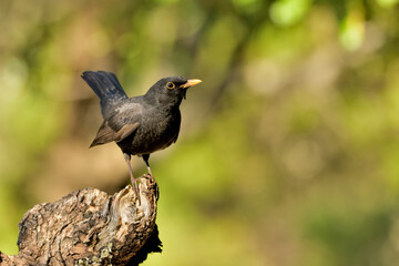 mirlo posado en un viejo tronco (Turdus merula) 